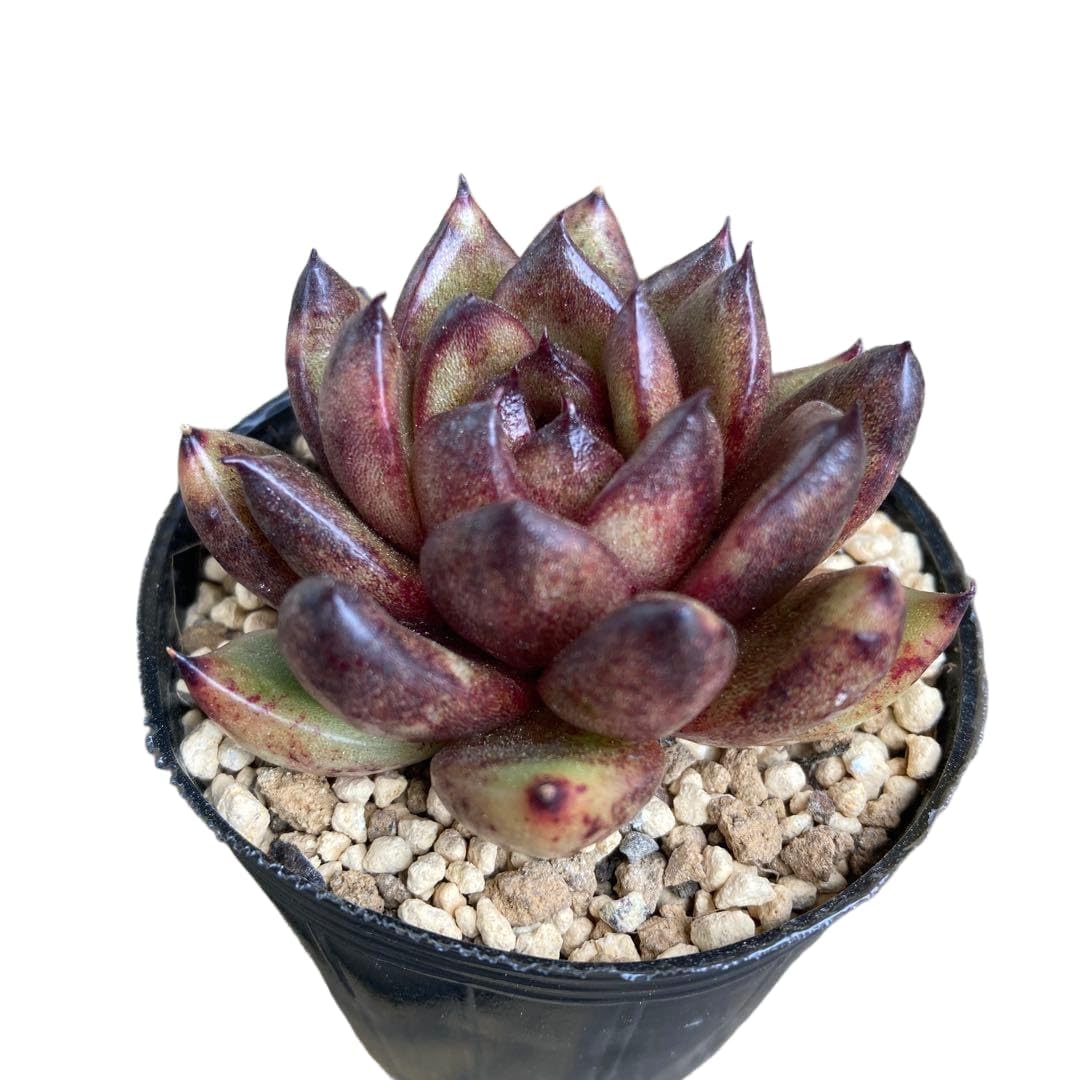 Amazon.co.jp: 【SALE】 多肉植物12 チョコフィンガー エケベリア 韓国